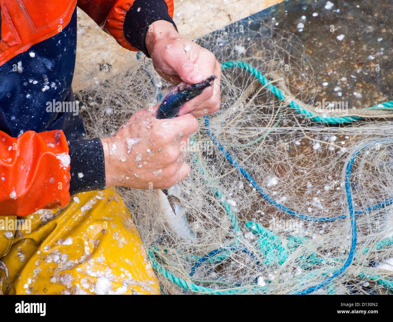 Herring landed at Padstow, Cornwall, UK. Stock Photo