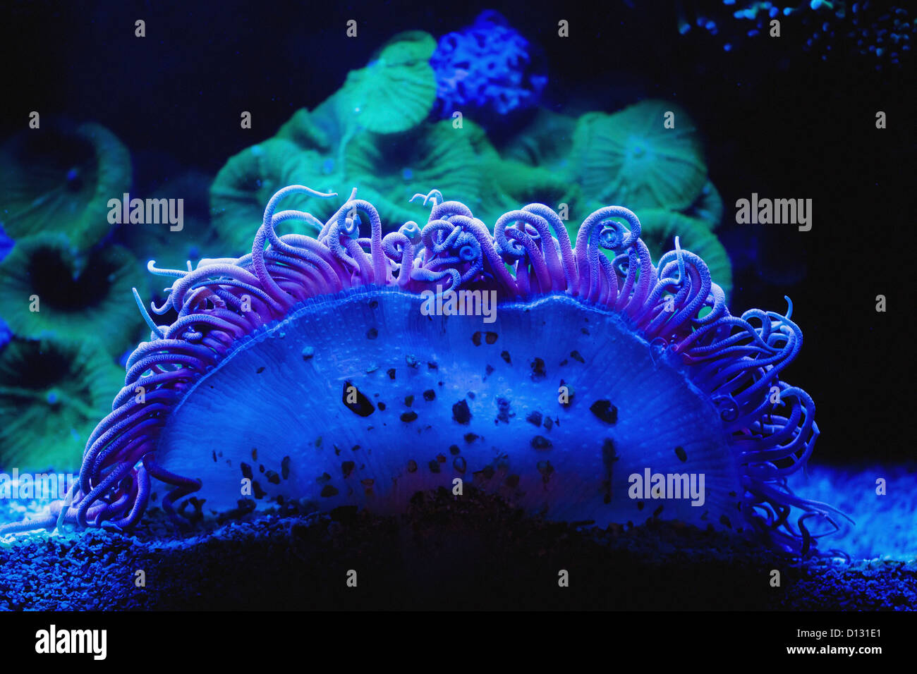 Blue Coral Underwater; Israel Stock Photo