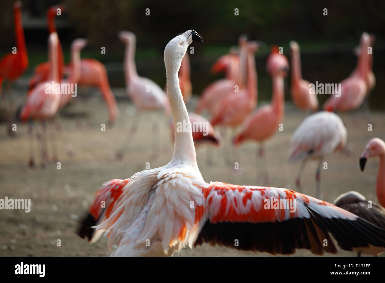 pink flamingo in zoo close up Stock Photo Alamy