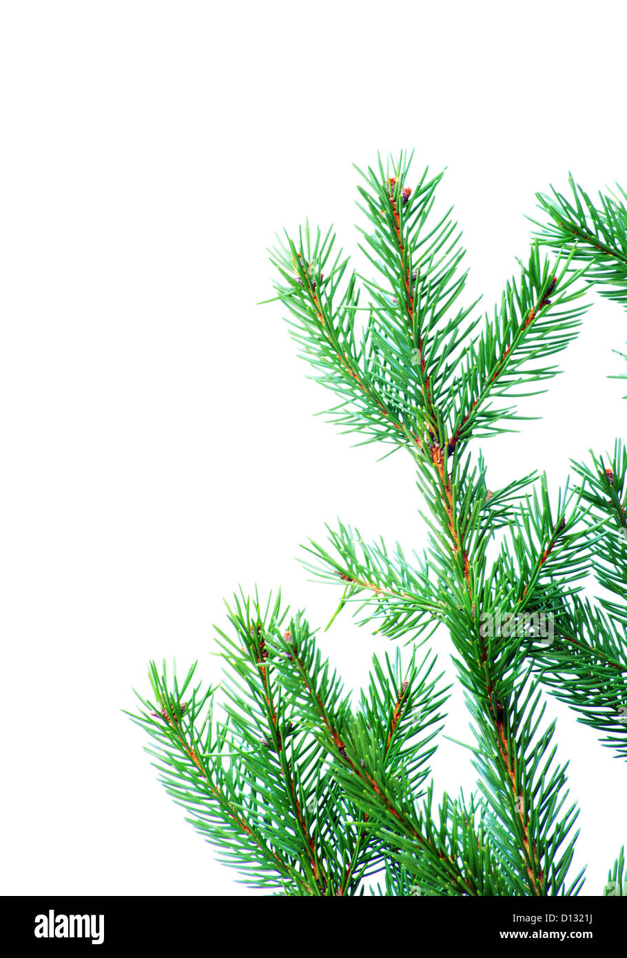 fir tree branches christmas decoration on white Stock Photo - Alamy