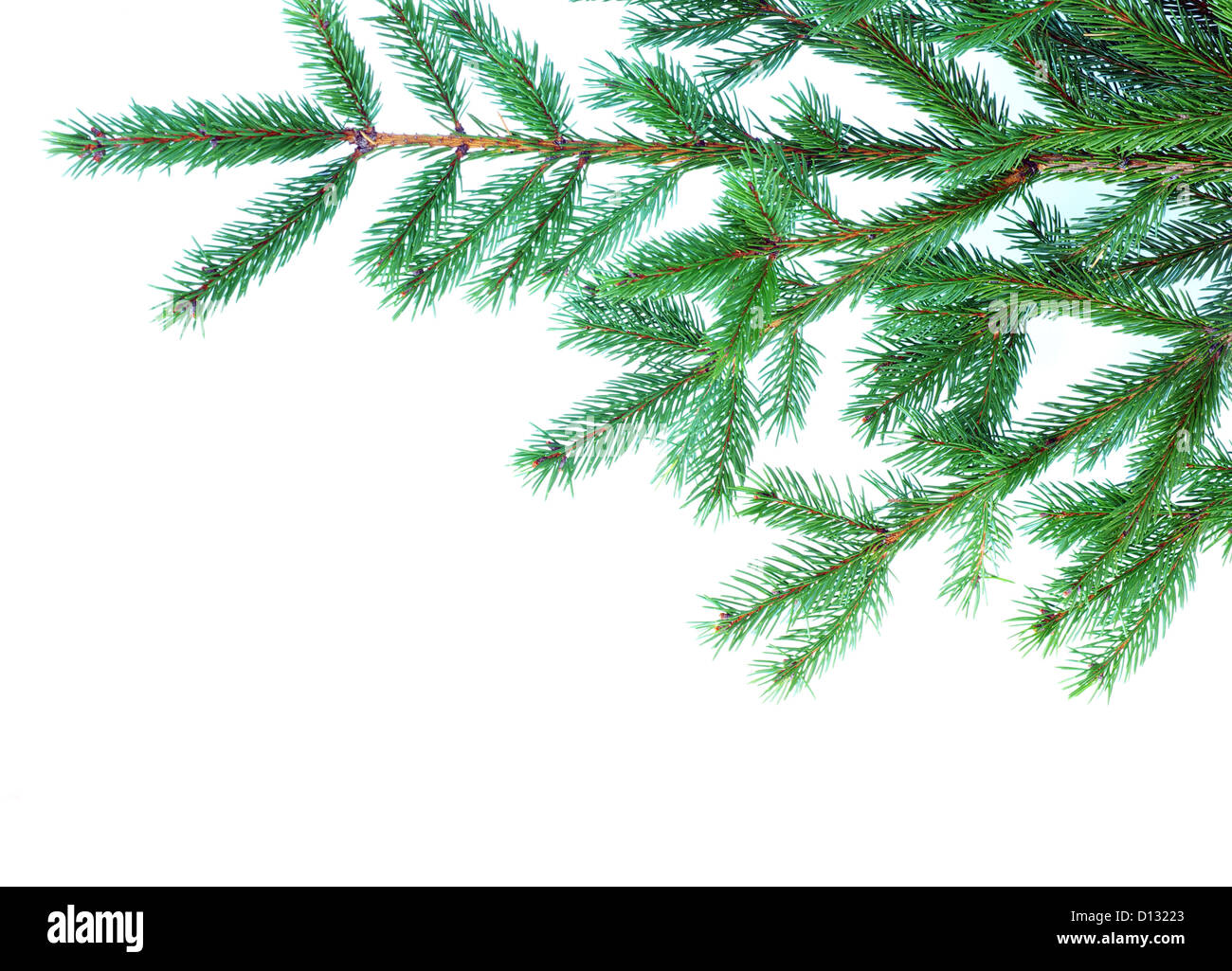 fir tree branches christmas decoration on white Stock Photo