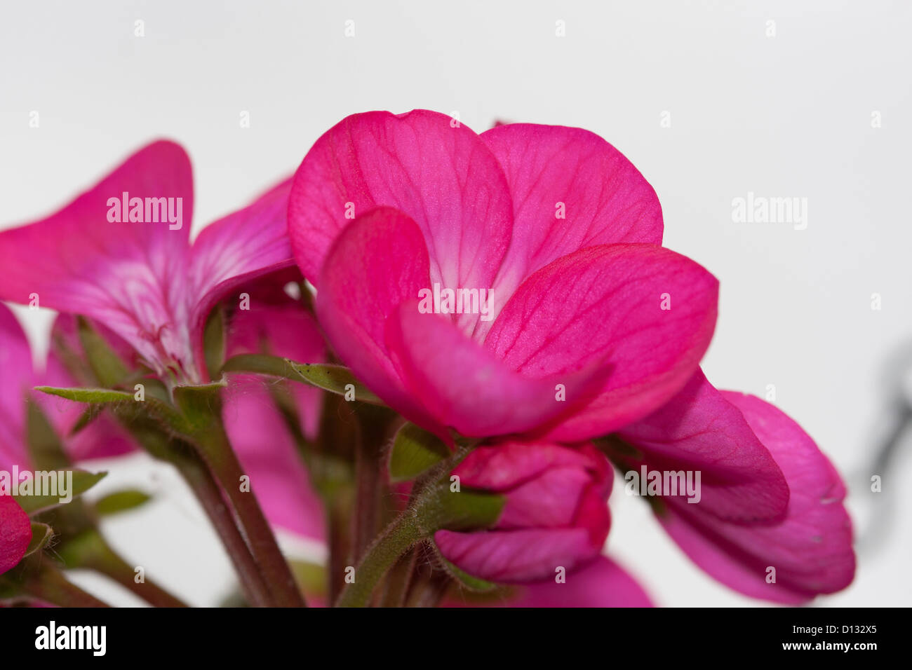 close up of cerise geranium Stock Photo