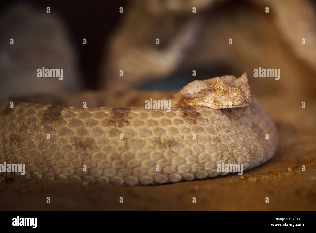 Viper Snake; Israel Stock Photo
