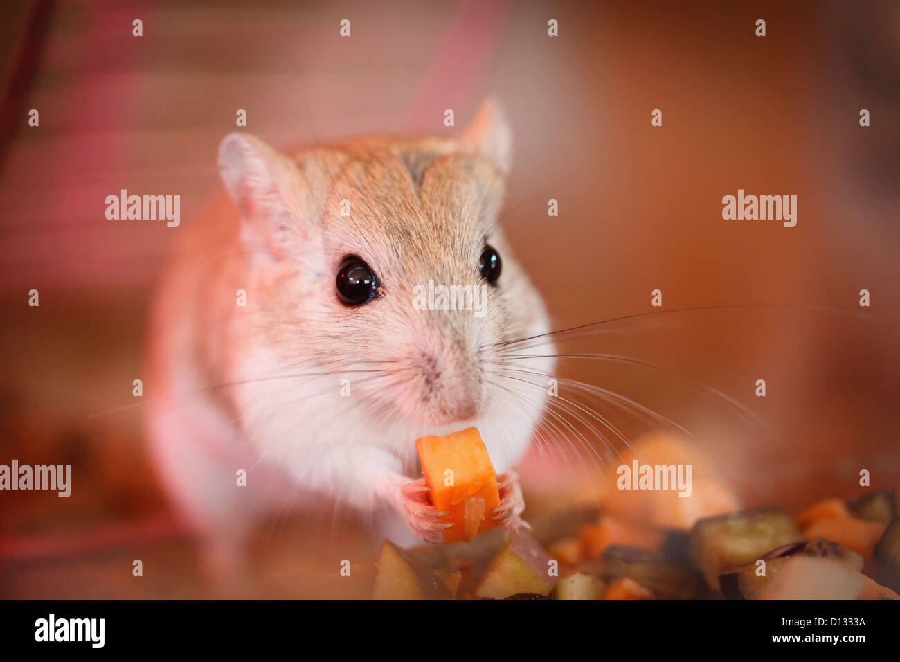 Mouse Eating A Piece Of Carrot; Israel Stock Photo Alamy