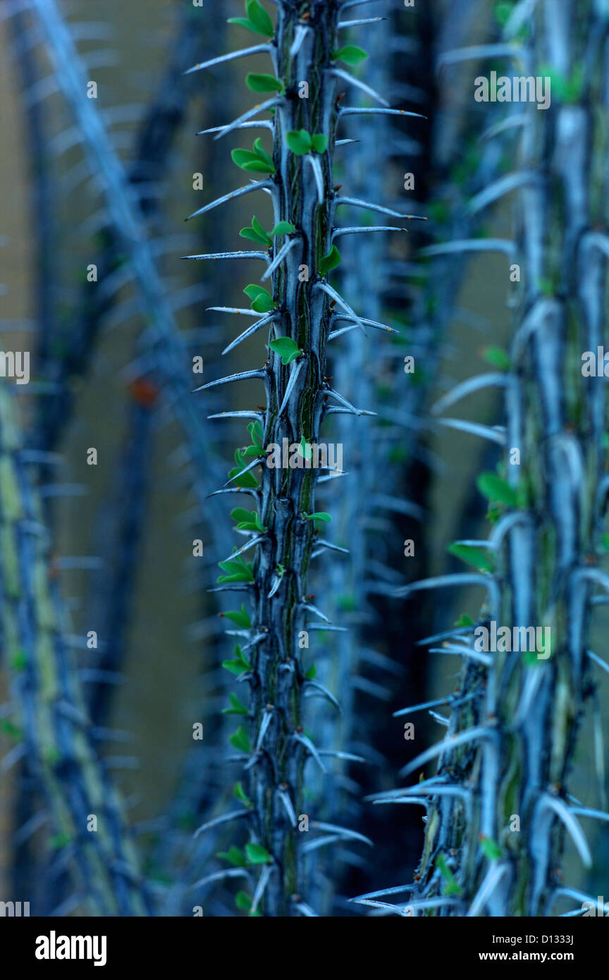 Detail of spiked cactus Stock Photo