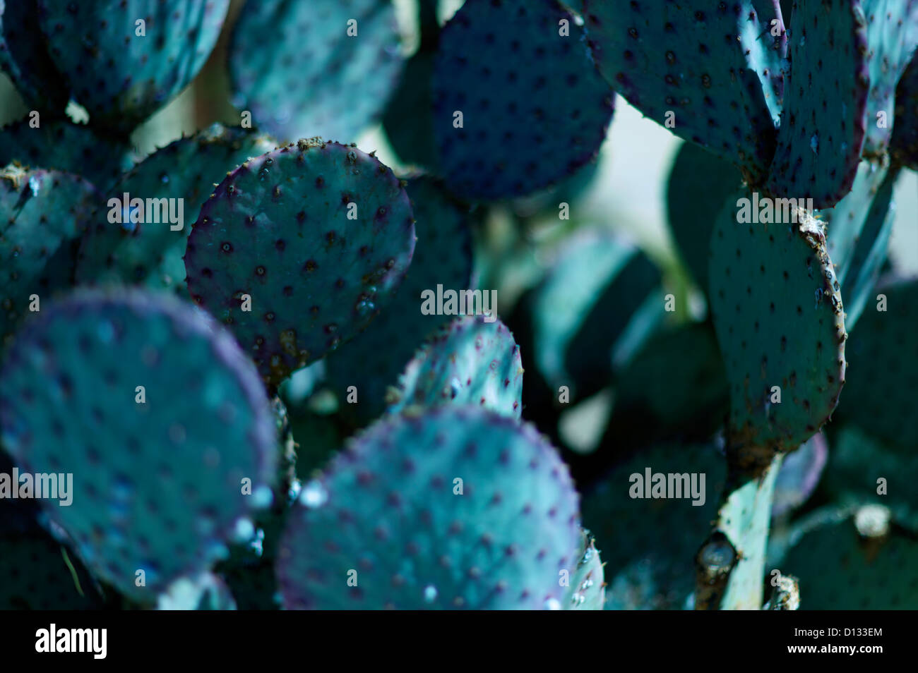 Close-up of spiked cactus Stock Photo