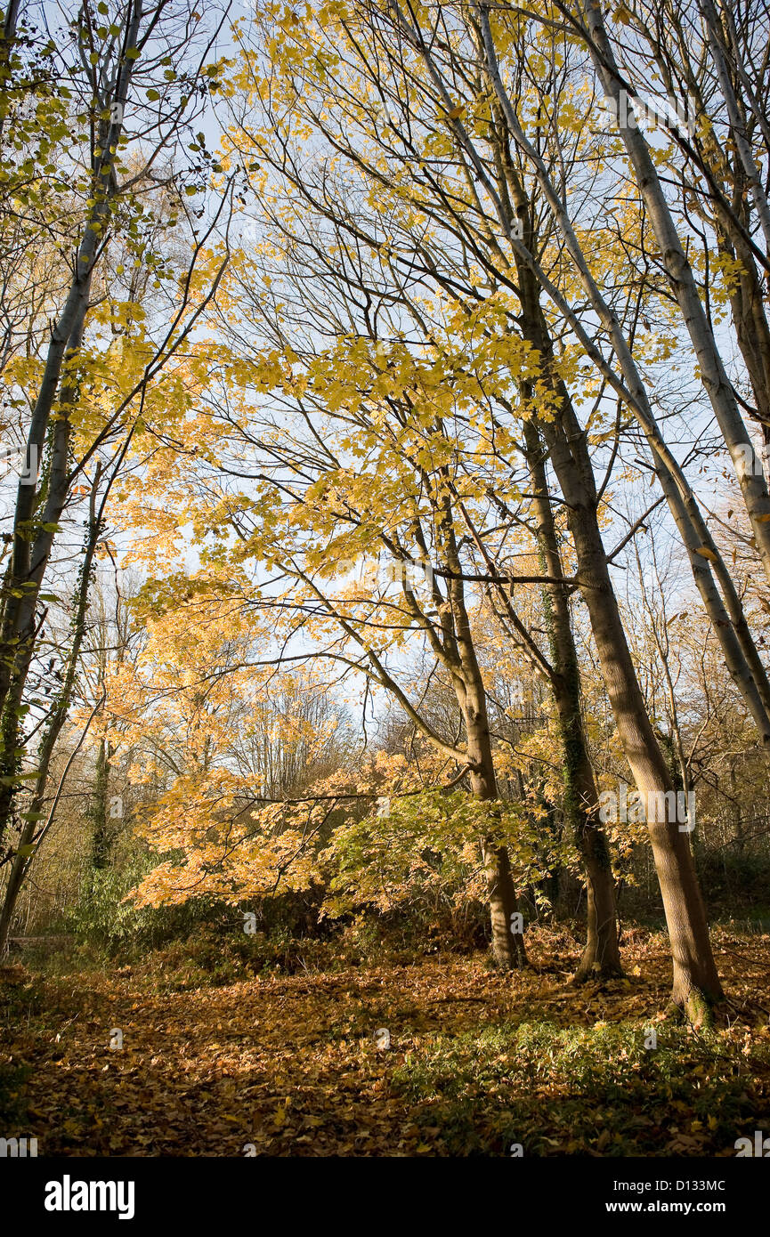 Autumn woods west sussex hi-res stock photography and images - Alamy