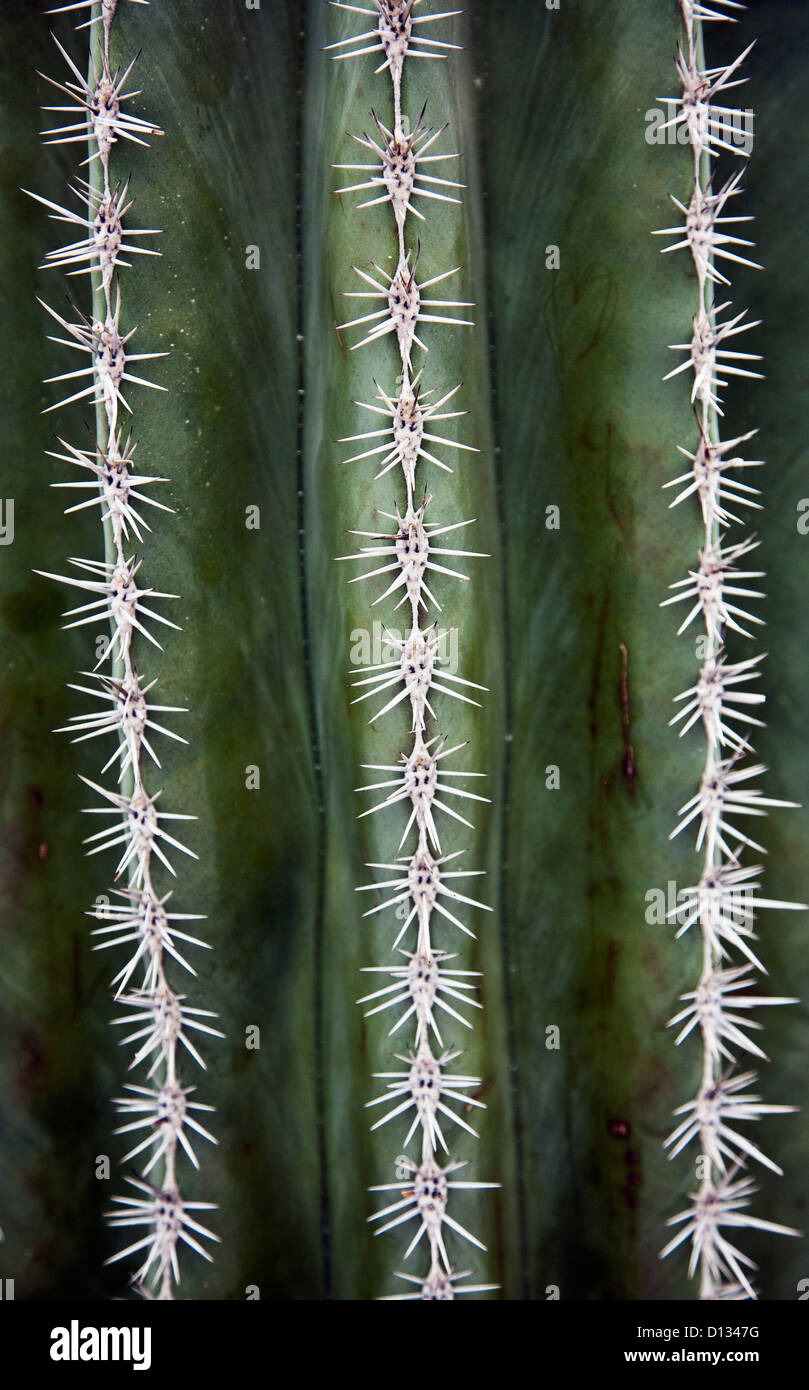 Cactus Needles; Venlo Holland Stock Photo