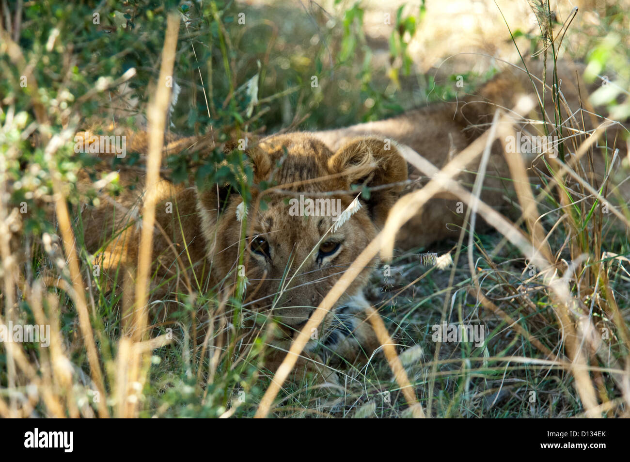 Lion cub (Panthera leo) resting in tall grass, Masai Mara Reserve Kenya ...