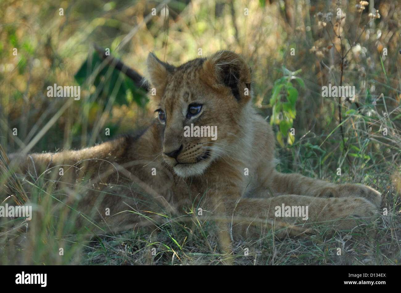 Lion cub (Panthera leo) resting in tall grass, Masai Mara Reserve Kenya ...