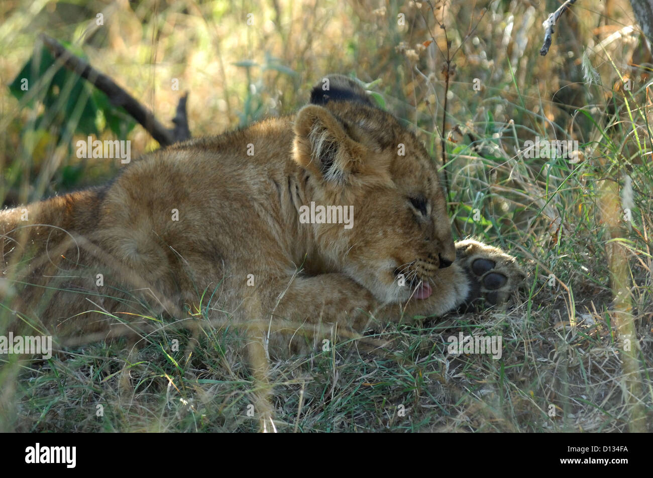 Lion cub (Panthera leo) resting in tall grass, Masai Mara Reserve Kenya ...
