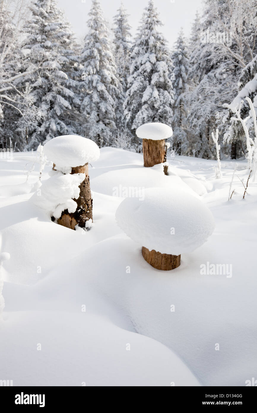 Snowdrift in the winter forest Stock Photo