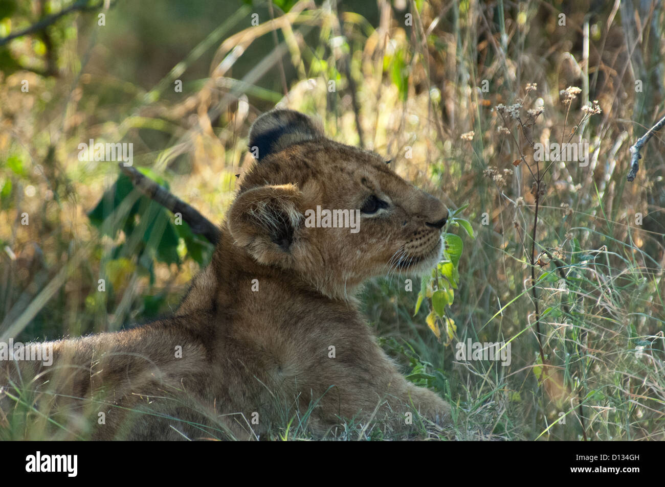 Lion cub (Panthera leo) resting in tall grass, Masai Mara Reserve Kenya ...