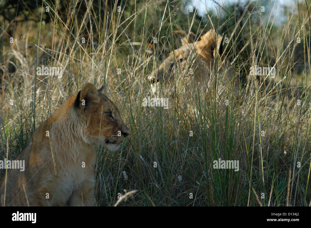 Lion cub (Panthera leo) resting in tall grass, Masai Mara Reserve Kenya ...