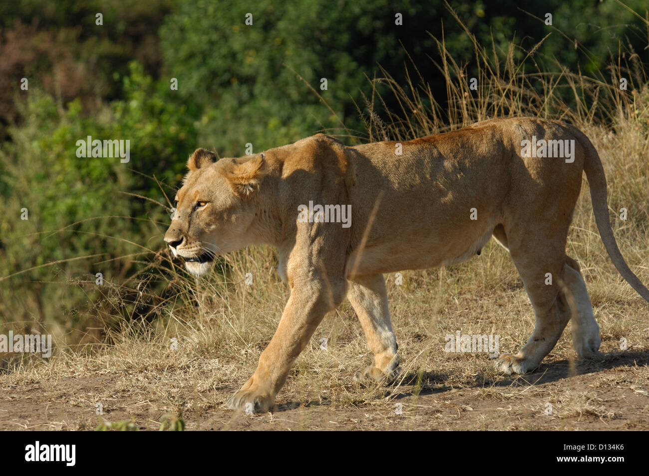 African lioness (Panthera leo) in the Masai Mara Reserve Kenya Africa ...