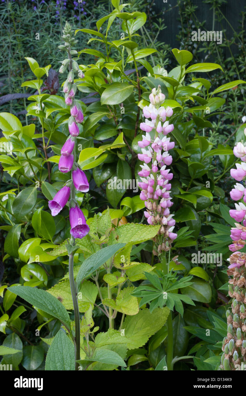 Foxglove and lupin hi-res stock photography and images - Alamy