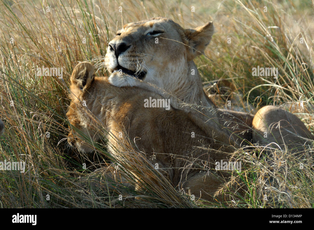 Female African lion (Panthera leo) playing and cuddling with her cub, Masai Mara Reserve, Kenya Africa Stock Photo