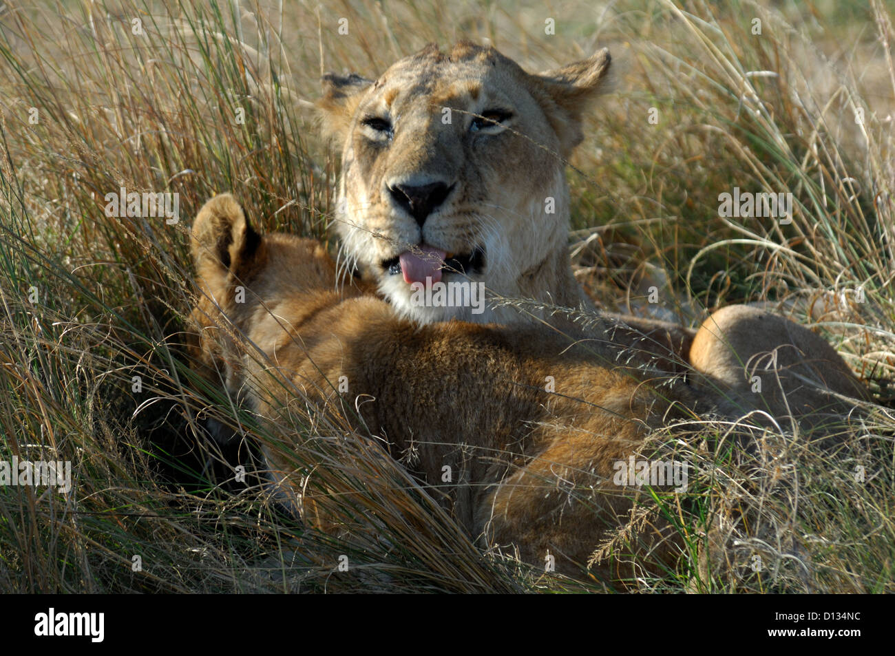 Female African lion (Panthera leo) playing and cuddling with her cub, Masai Mara Reserve, Kenya Africa Stock Photo