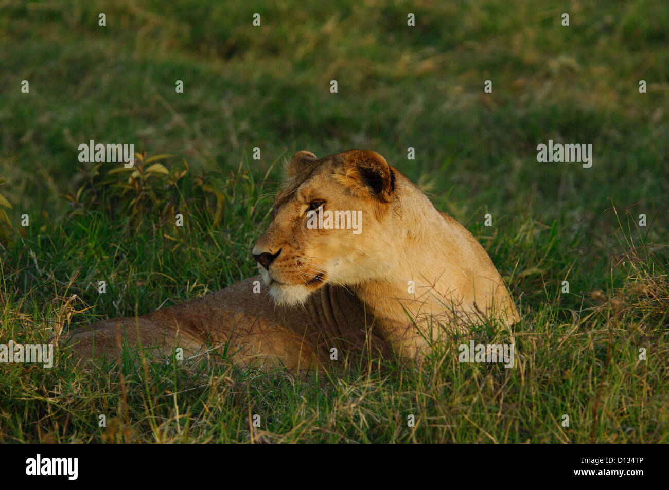 African lioness (Panthera leo) resting in the Masai Mara Reserve Kenya ...