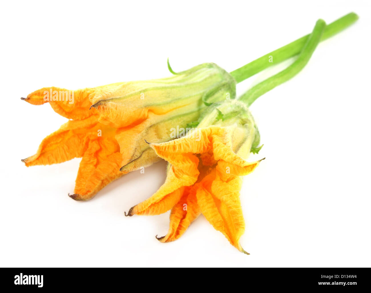 Edible pumpkin flower Stock Photo Alamy