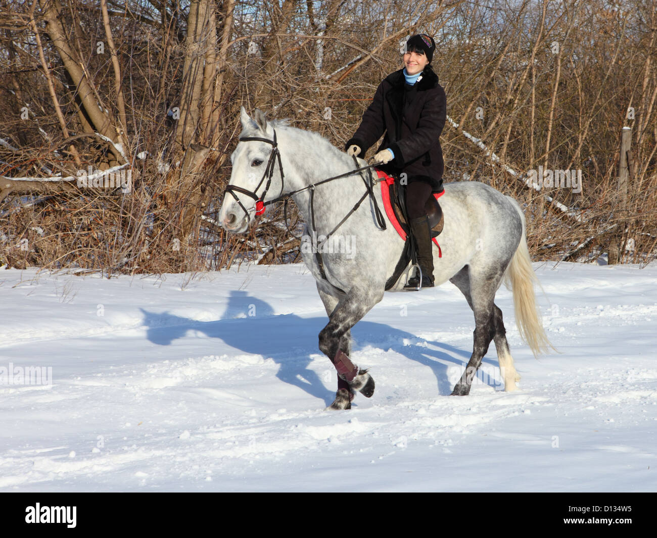 Winter horseback riding Stock Photo