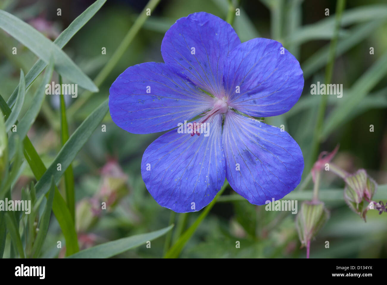 close up of perennial blue geranium flower Stock Photo