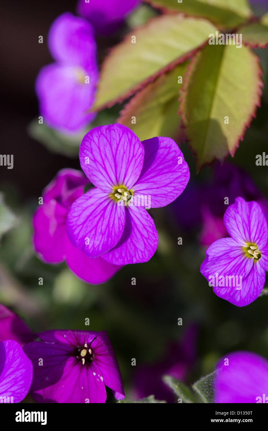 close up of purple Aubretia flowers Stock Photo