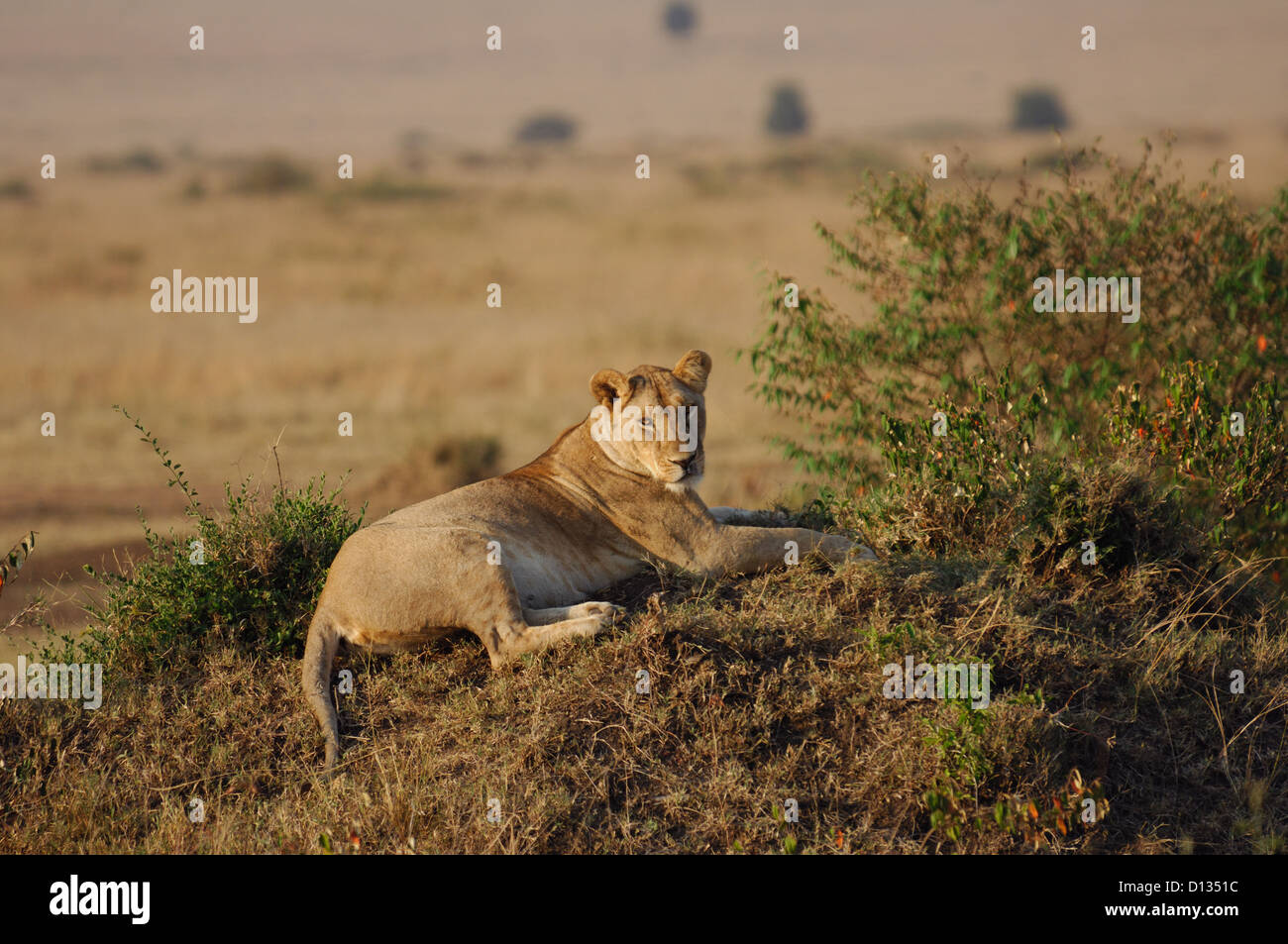 African lioness (Panthera leo) resting in the Masai Mara Reserve Kenya ...