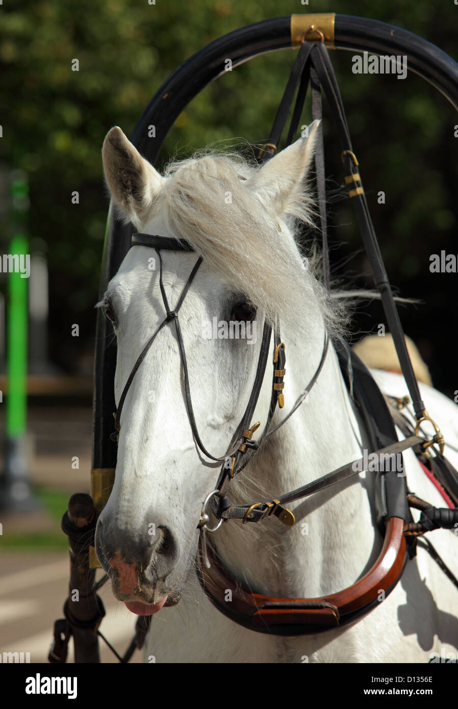 Horse harness hi-res stock photography and images - Alamy