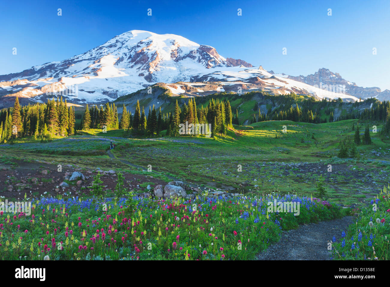 Alpine Wildflowers Along A Path In Mount Rainier National Park