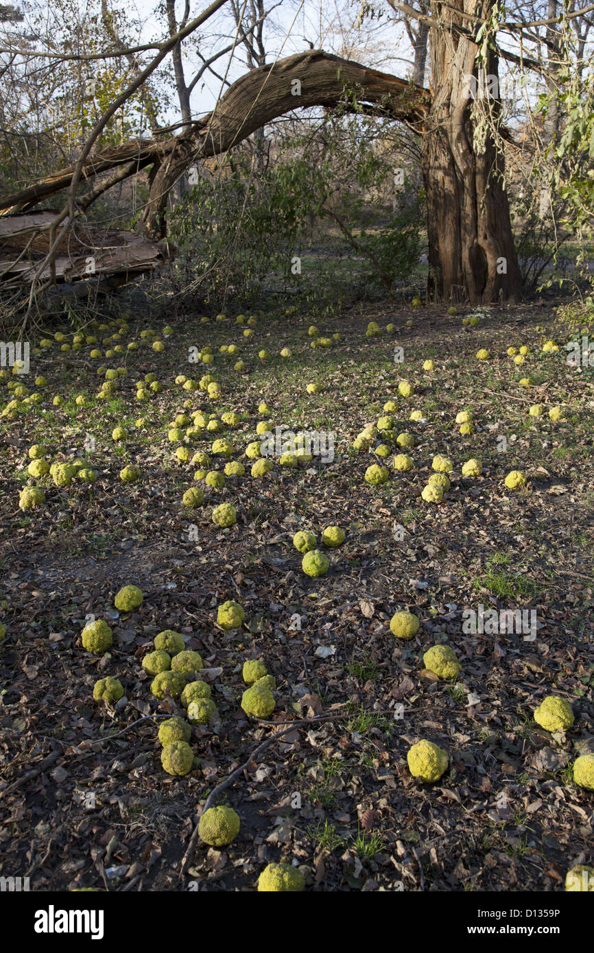 'Brain fruit' on the ground from the tree commonly known as the Osage Orange mostly found in the Great Plains states Stock Photo