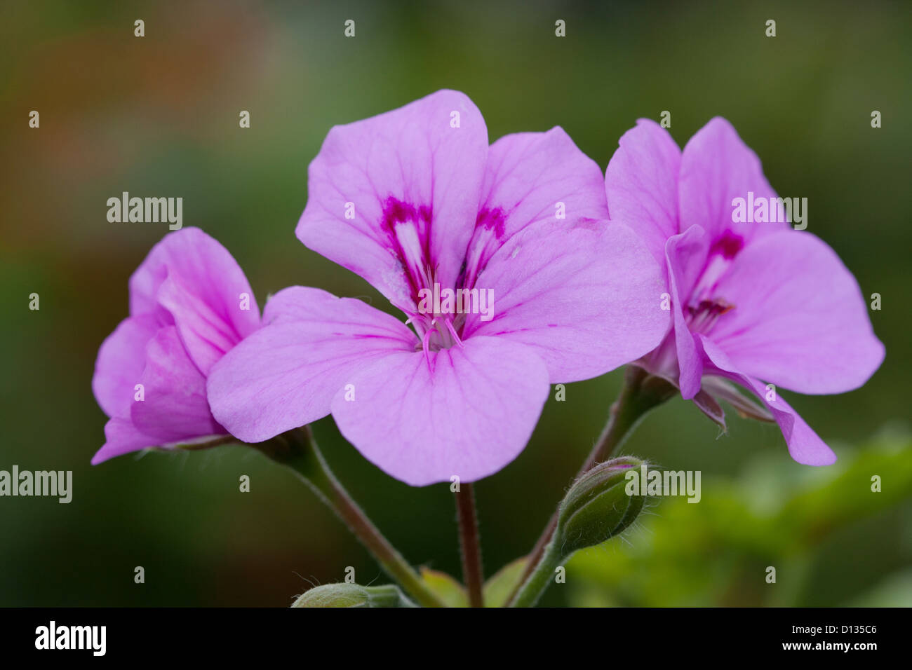 close up of perennial geranium Stock Photo