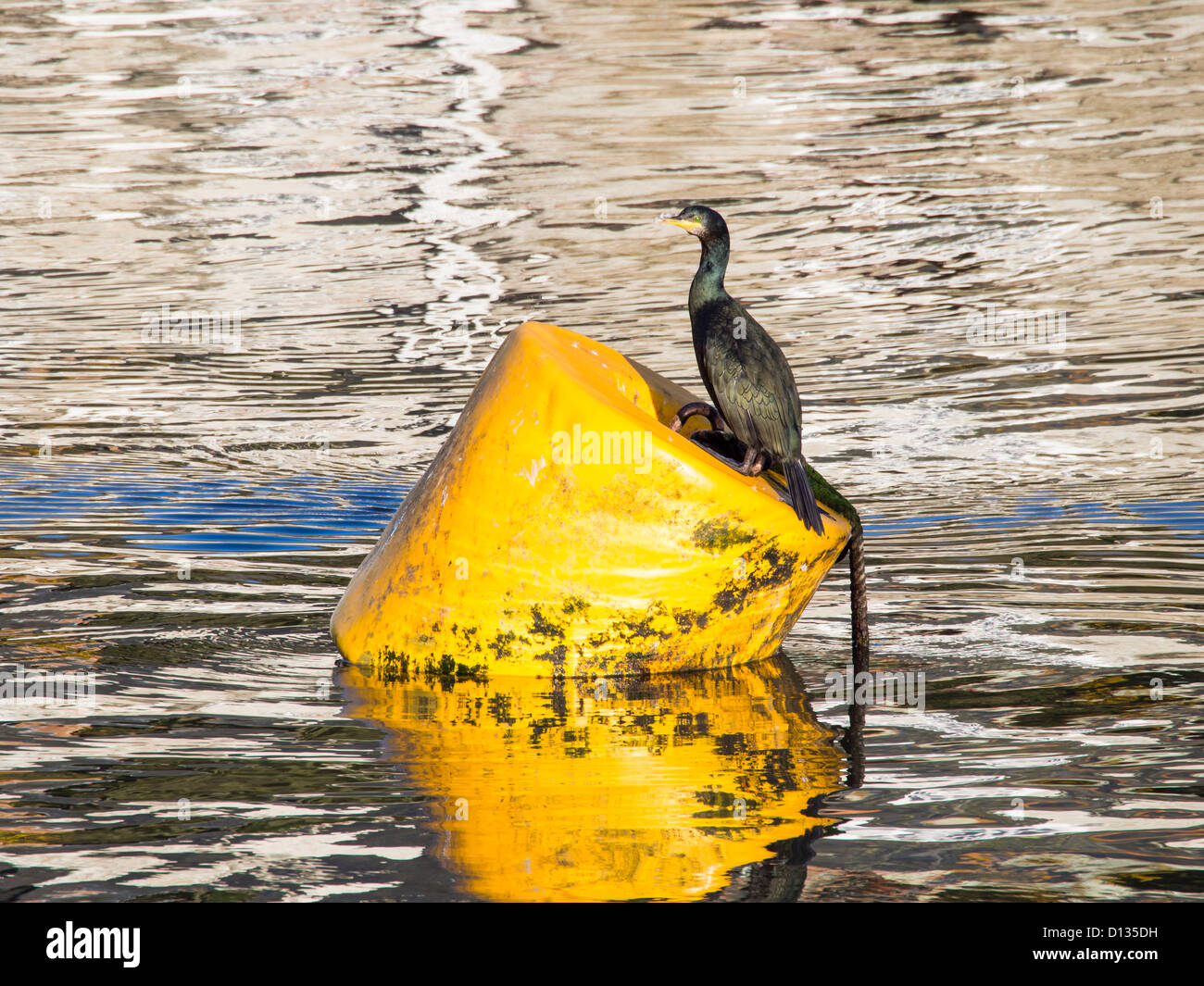 A Shag (Phalacrocorax aristotelis) in Padstow harbour, Cornwall, UK. Stock Photo