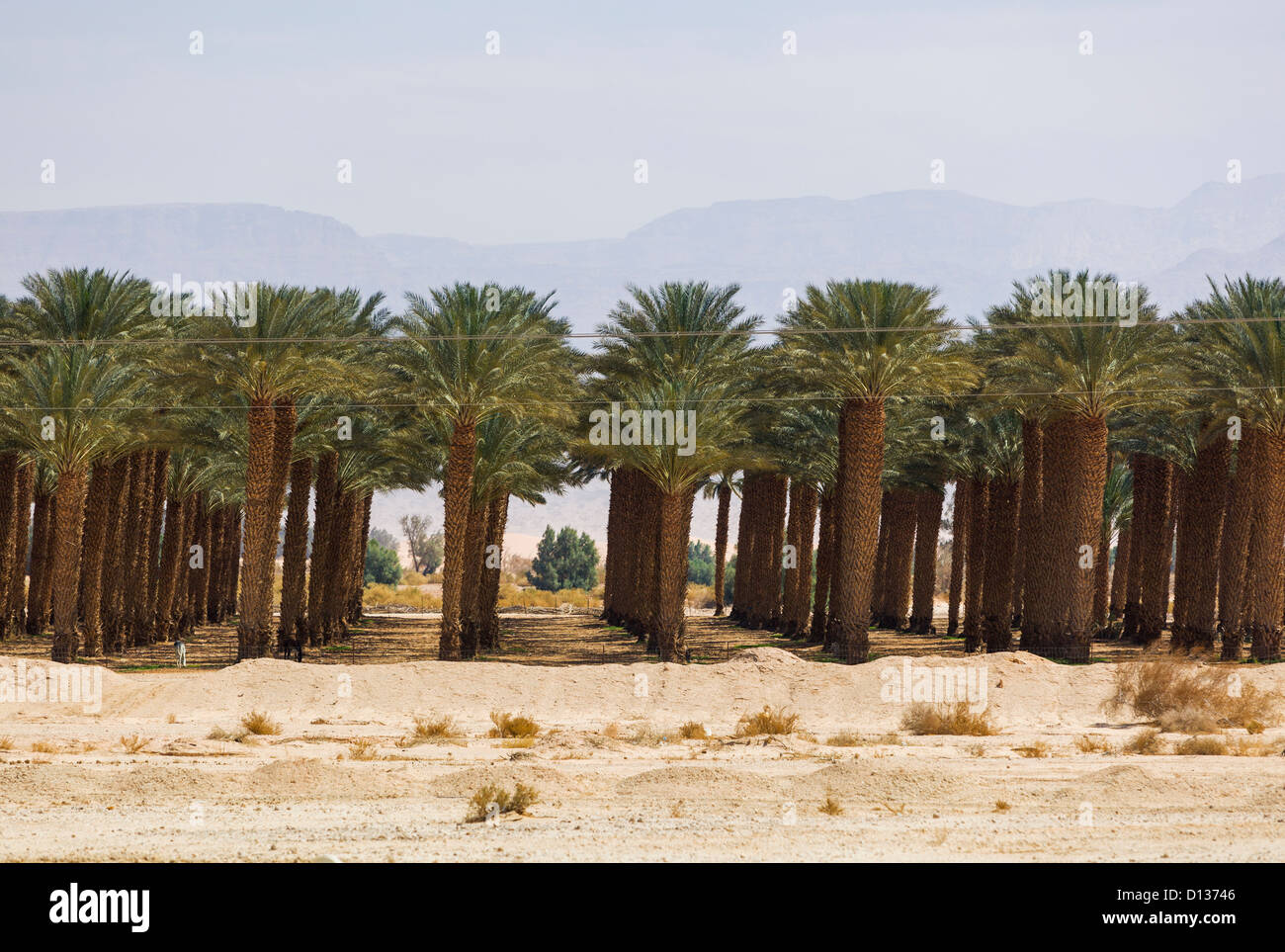 Palm Tree Farm In Jordan Valley; Israel Stock Photo Alamy