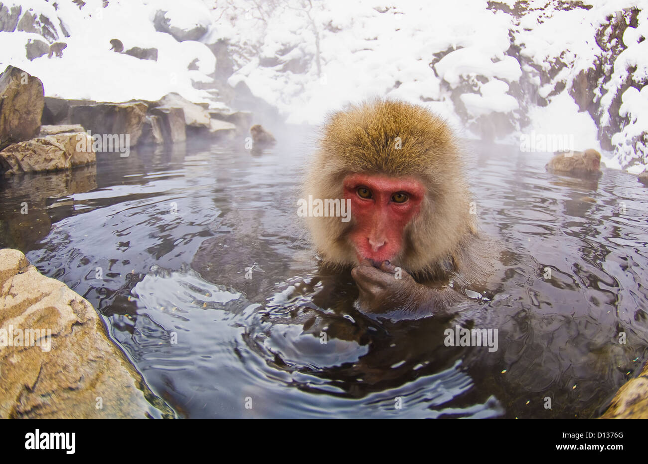 Japanese Macaque Soaks In A Hotspring In The Mountains Of Central Japan; Yudanaka Nagano-Ken Japan Stock Photo