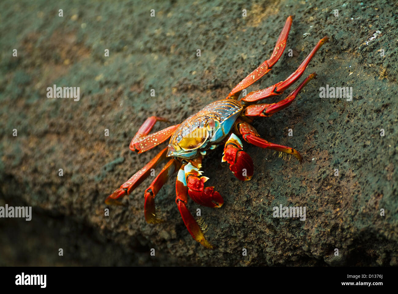 The Striking And Colorful Sally Lightfoot Crab (Grapsus Grapsus) Native To South America; Galapagos Islands Ecuador Stock Photo