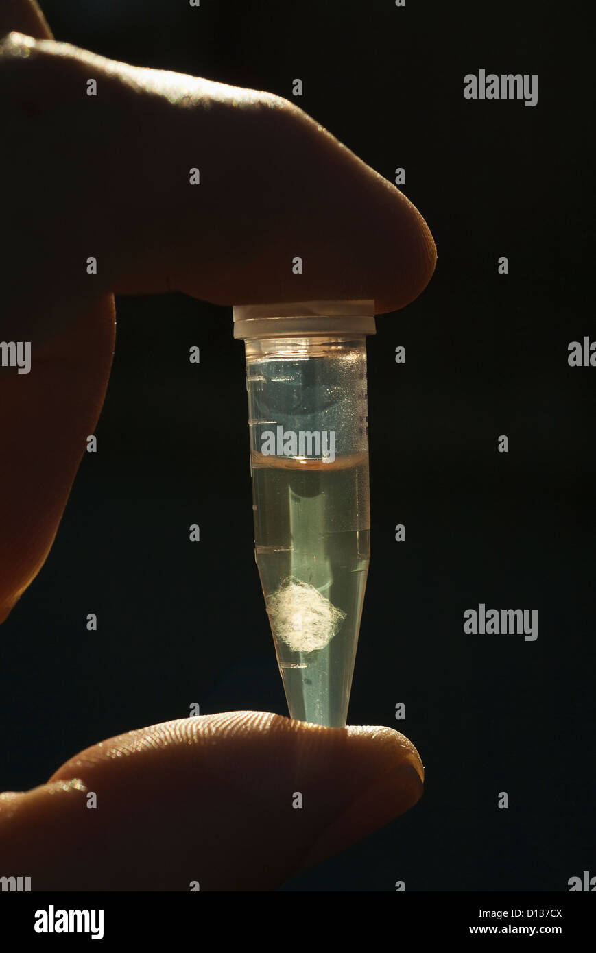 Dna Isolated From A Drop Of Bird Blood And Suspended In Isopropanol Stock Photo