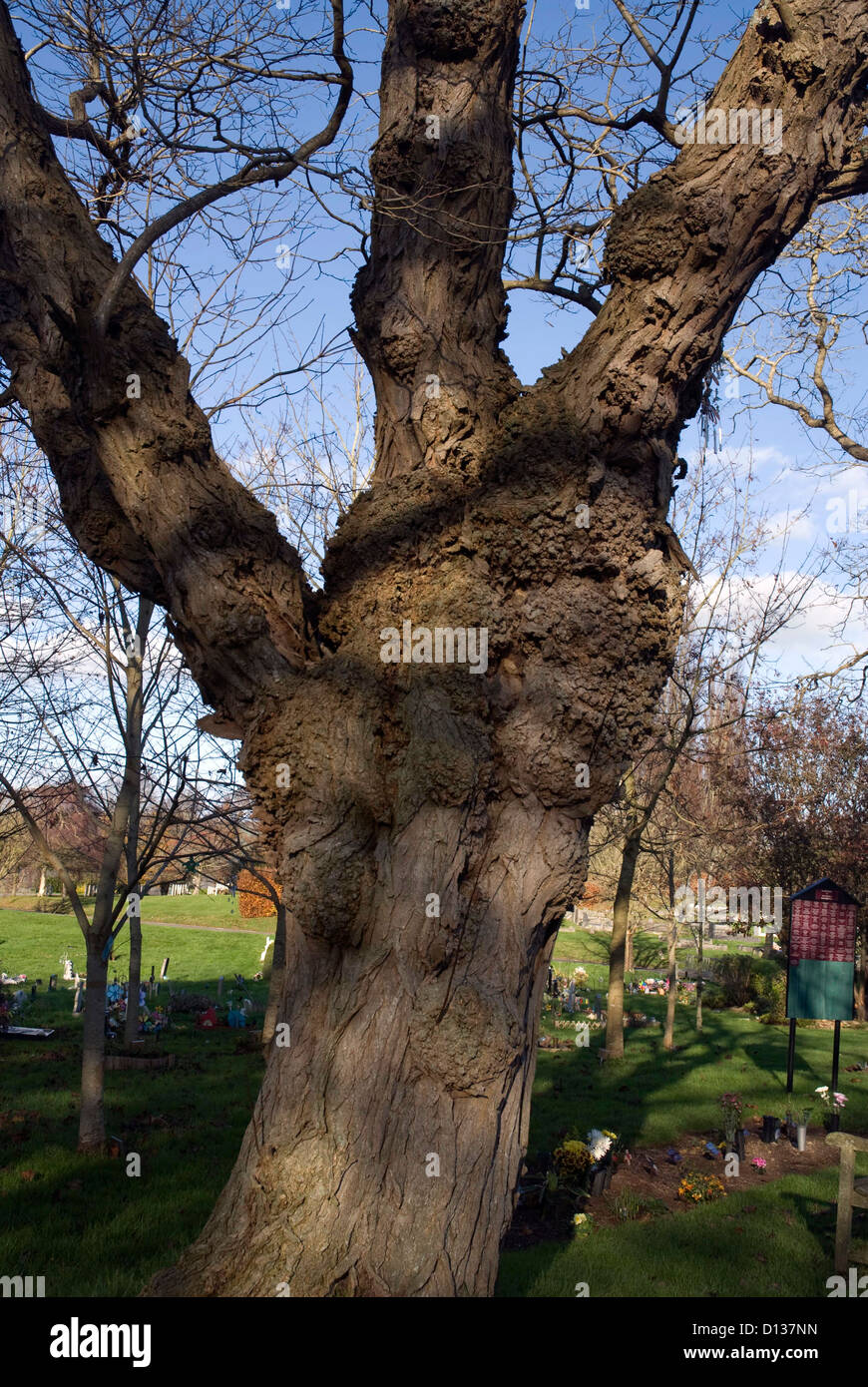 Gnarled tree trunk Haycombe Cemetery Bath Somerset England UK Stock Photo