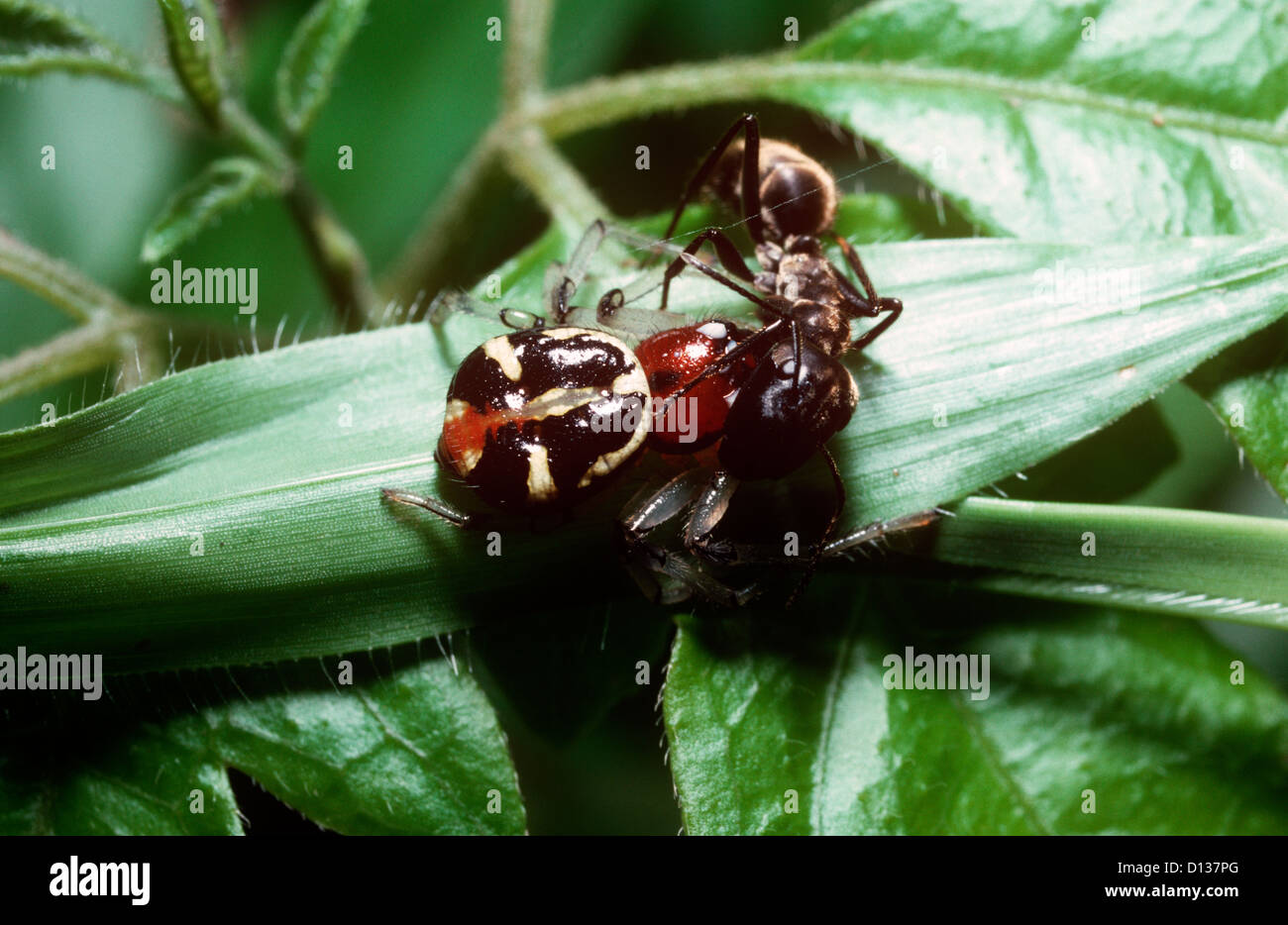 Halloween crab spider (Camaricus formosus: Thomisidae) feeding on an ant on the rainforest margin, Sumatra Stock Photo