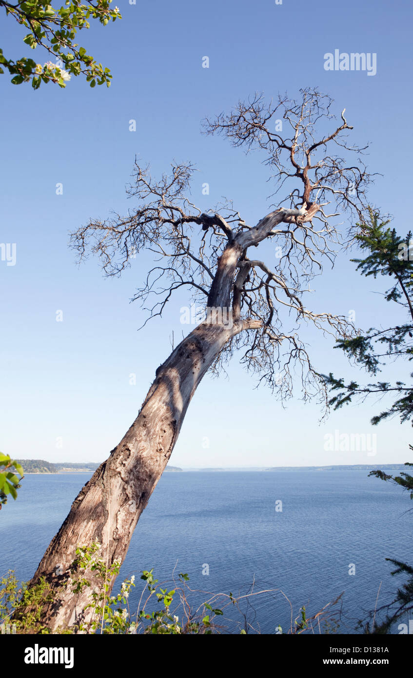 Arbutus tree growing over the Ocean. Stock Photo