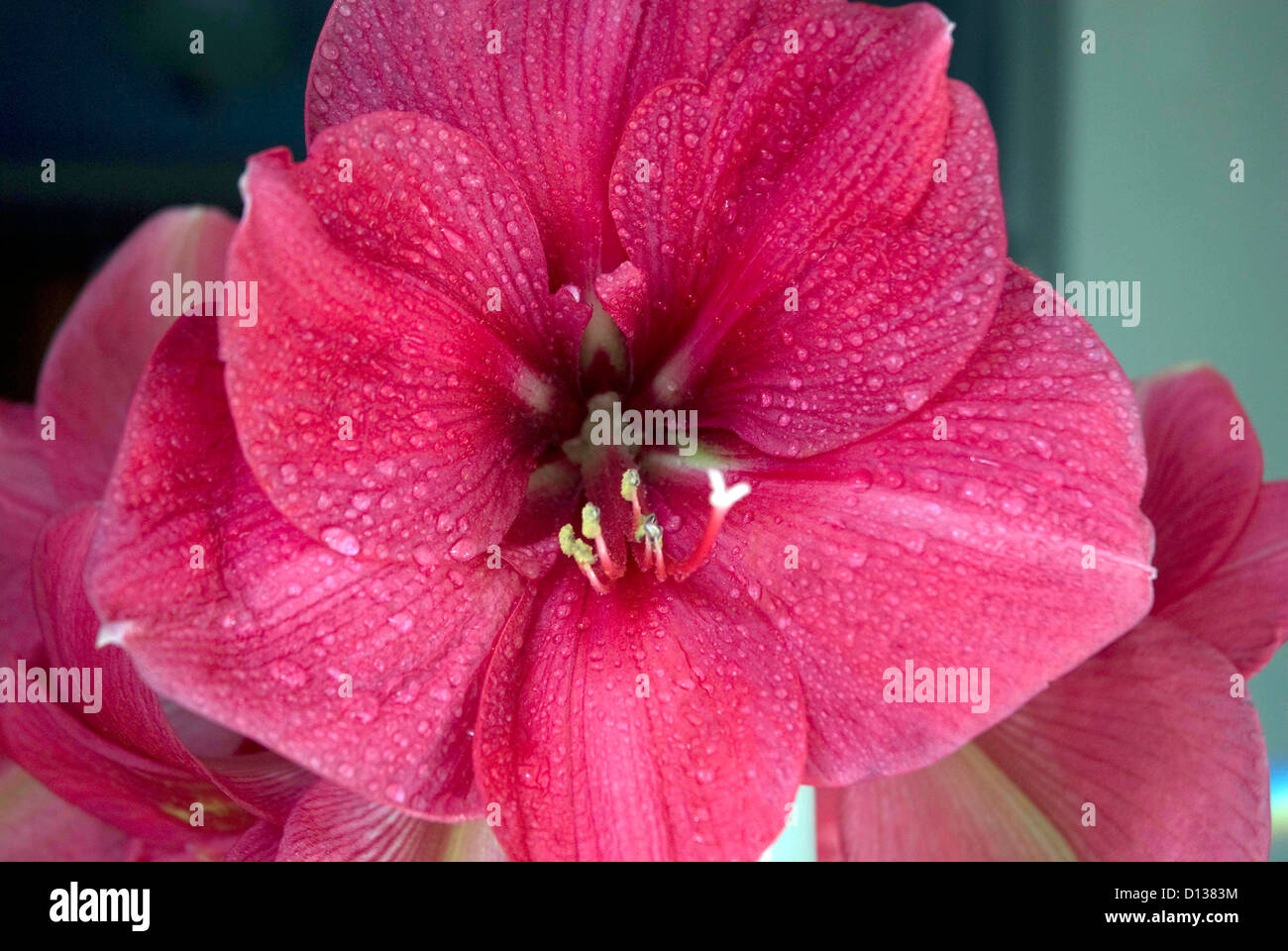 Pink flowering Amarylis Hippeastrum Bath Somerset UK Stock Photo