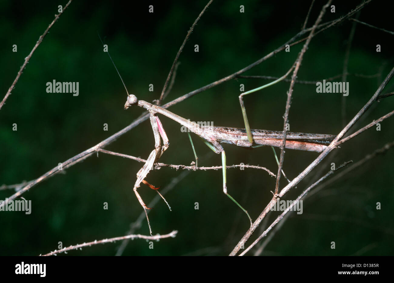 South carolina insect hires stock photography and images Alamy