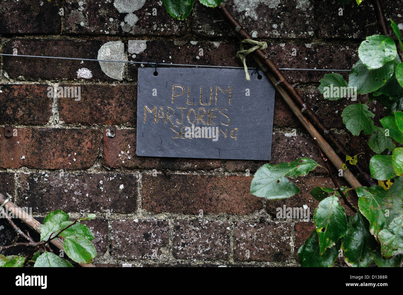 Plum seedling hires stock photography and images Alamy