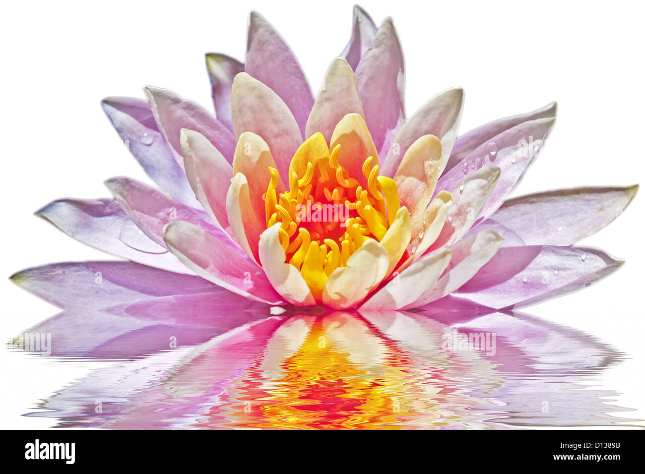 Pink lotus flower floating on water Stock Photo Alamy