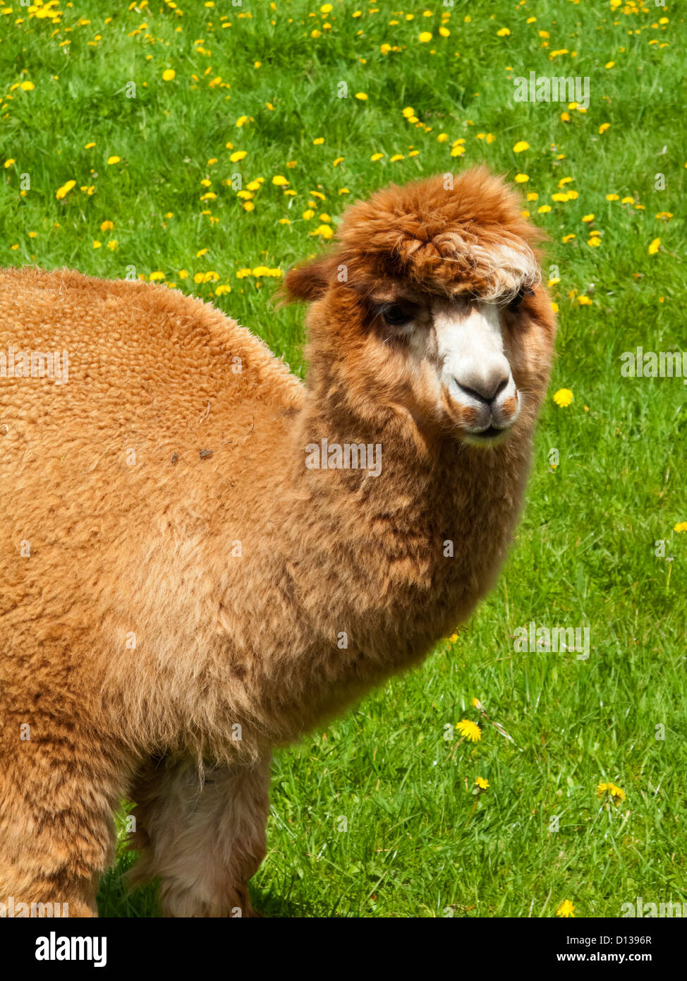 Alpaca Vicugna pacos a domesticated species of South American camelid grazing in a field of grass Stock Photo