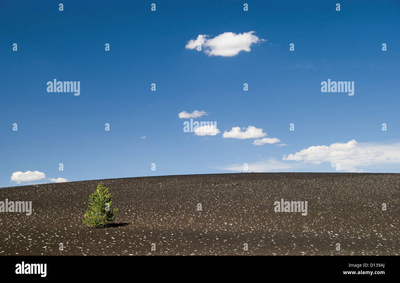 Lone Pine Tree On A Volcanic Slope; Idaho United States Of America Stock Photo