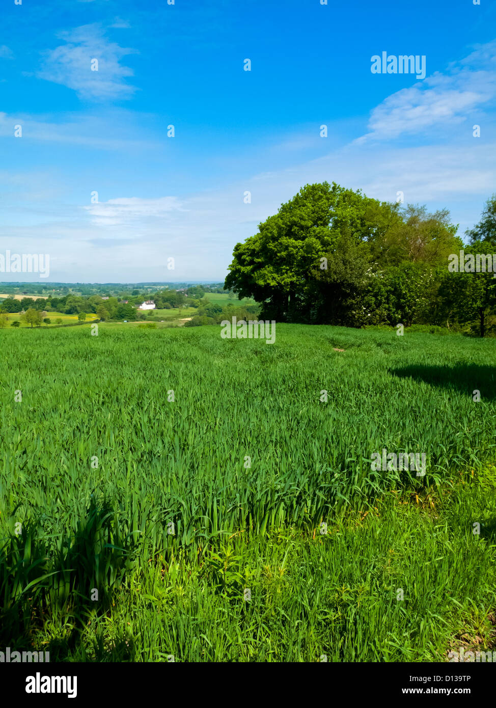 Agricultural land in early summer near Hawksmoor in the Churnet Valley Staffordshire England UK Stock Photo