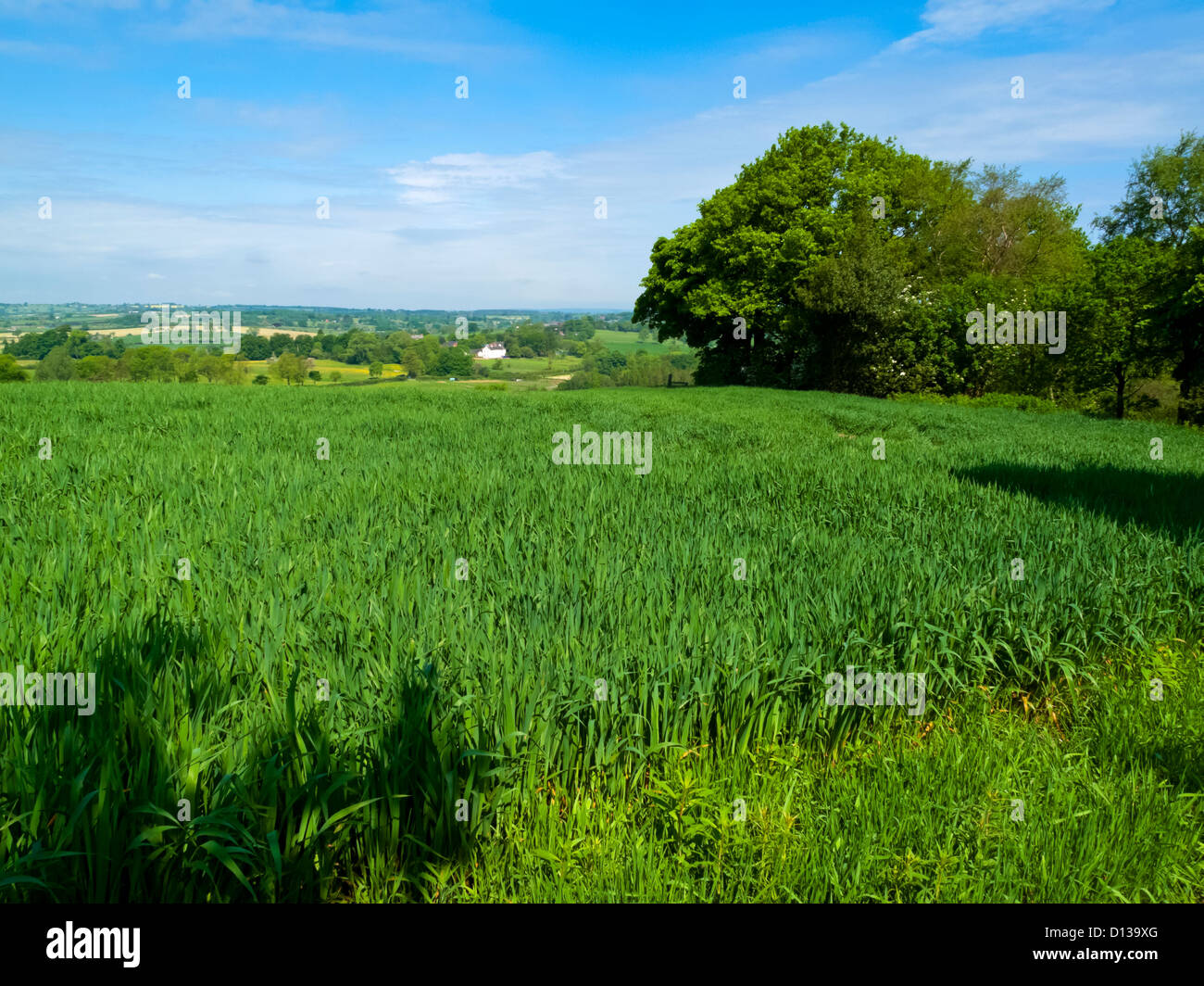 Agricultural land in early summer near Hawksmoor in the Churnet Valley Staffordshire England UK Stock Photo