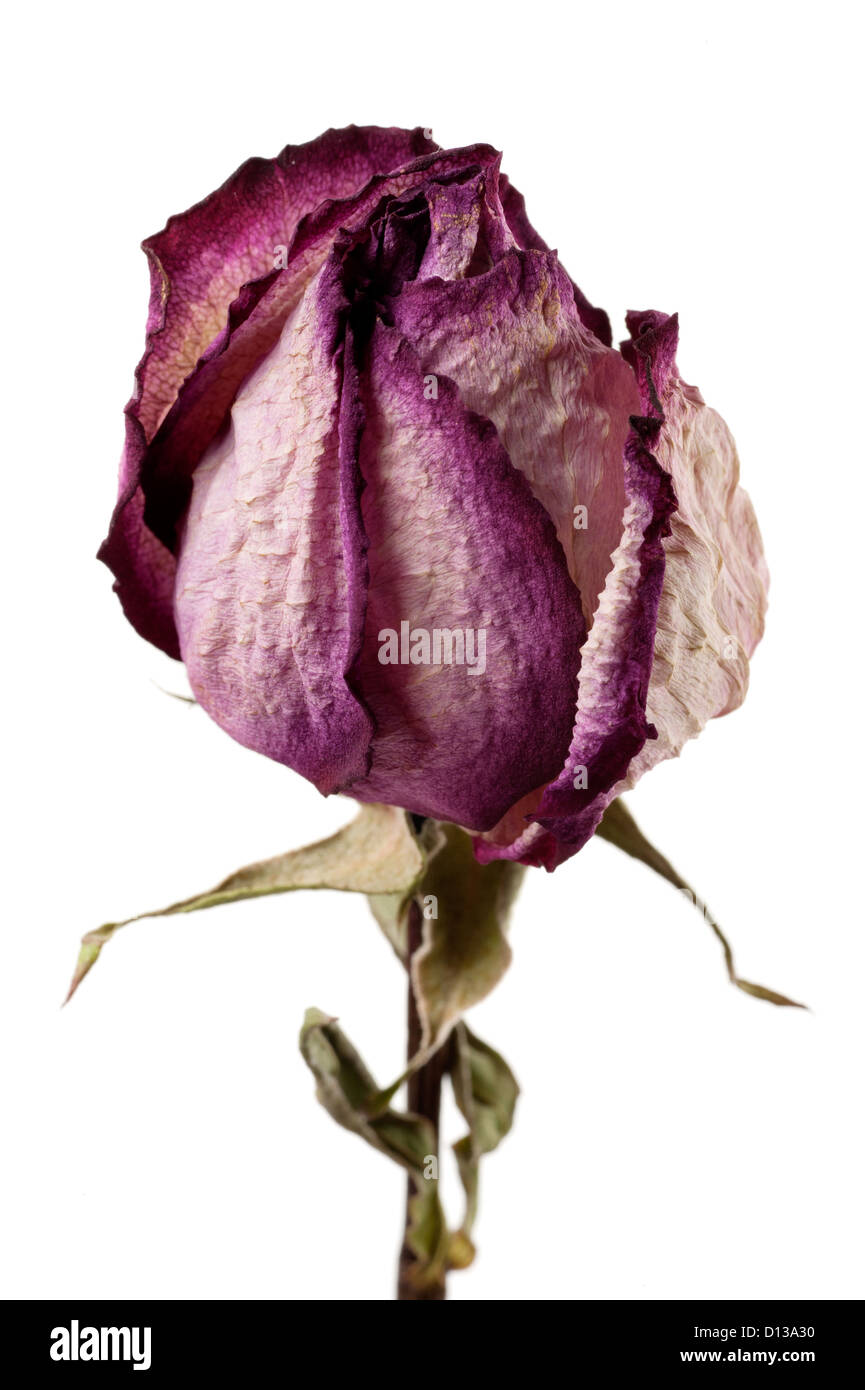 Single Dried Rose Flower Isolated On White Background Stock Photo, Picture  and Royalty Free Image. Image 46698224.