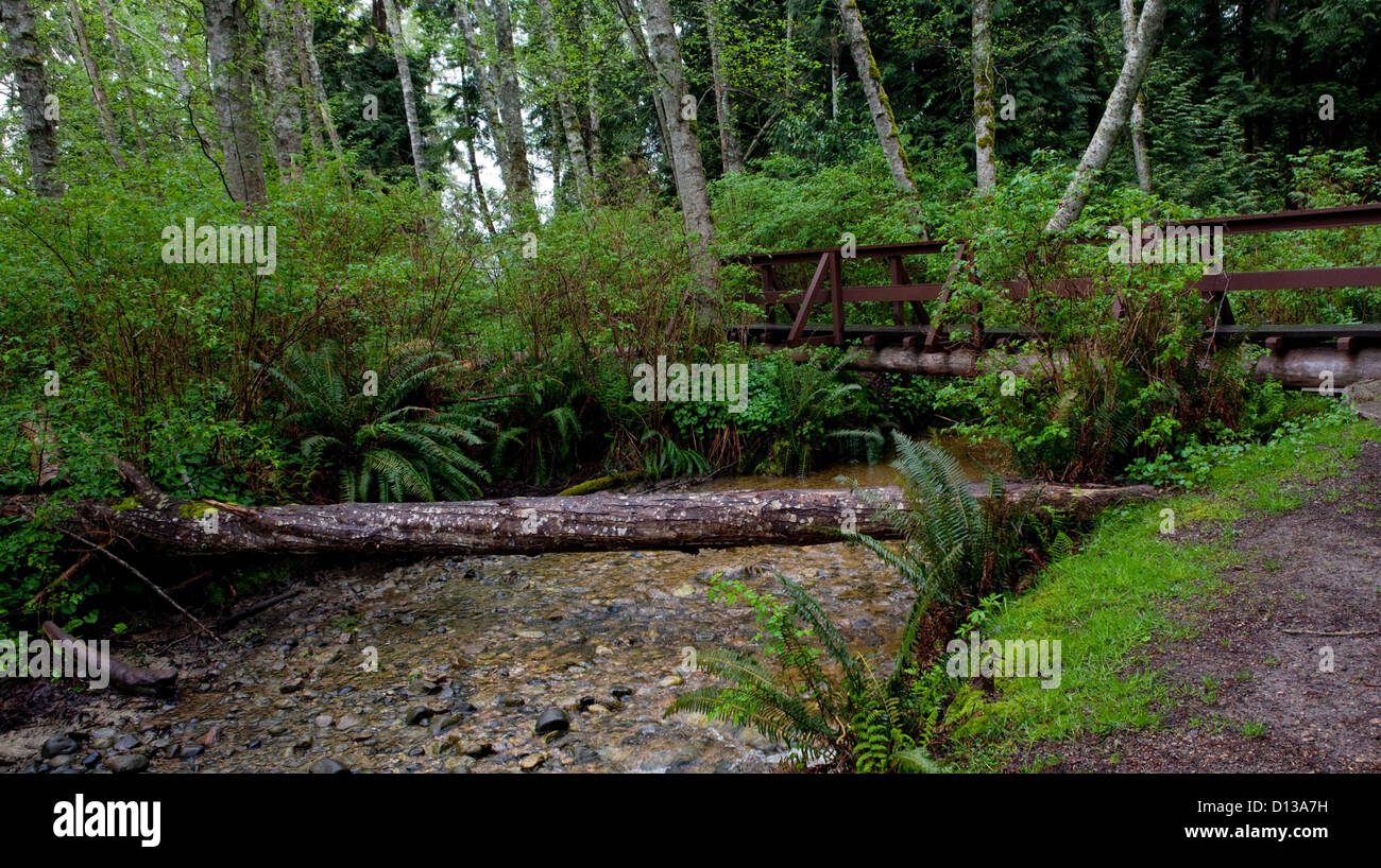 Bridge over creek in Porpoise Bay Provincial Park, BC, Canada Stock Photo